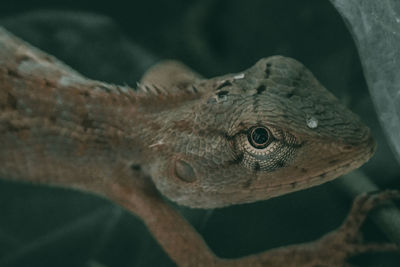 Close-up of lizard