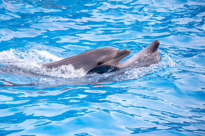 Aerial view of a swimming underwater