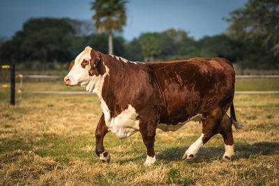 Cow standing in a field