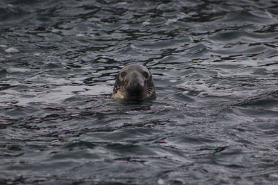 Close-up of turtle swimming in sea