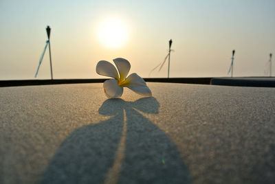 Frangipani and shadow on gray fabric chair. sun rise and torch with ribbon as background.