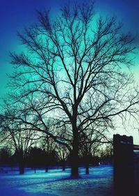 Bare trees against blue sky