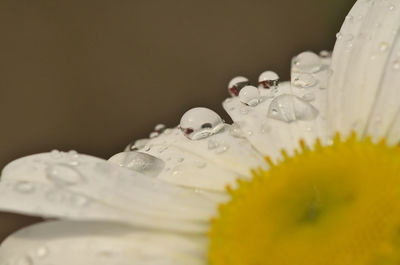 Close-up of wet white flower