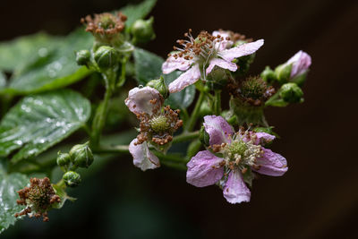 Close-up of purple flowering plant