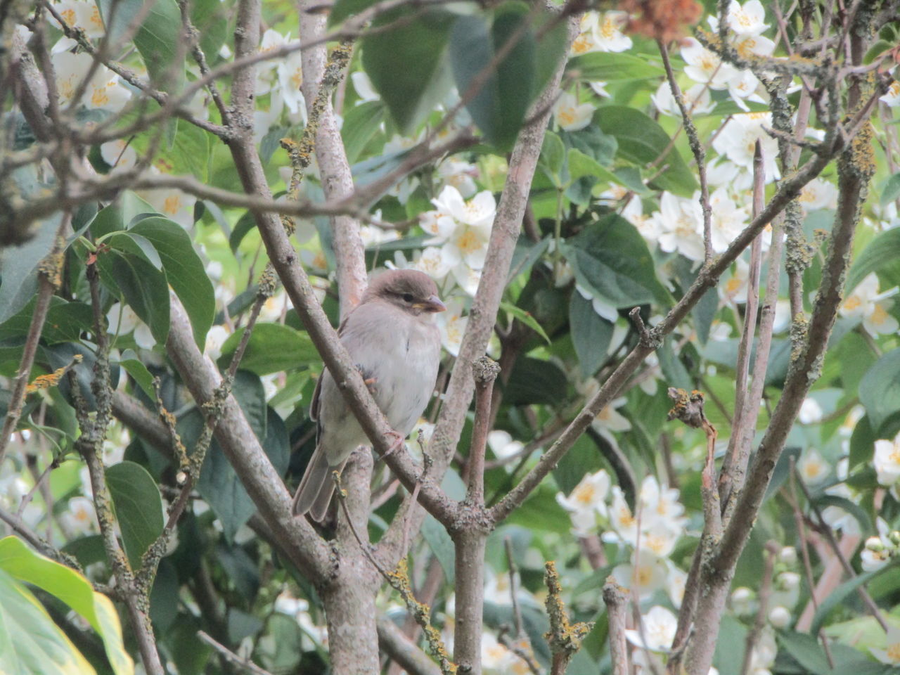 LOW ANGLE VIEW OF A BIRD PERCHING ON TREE