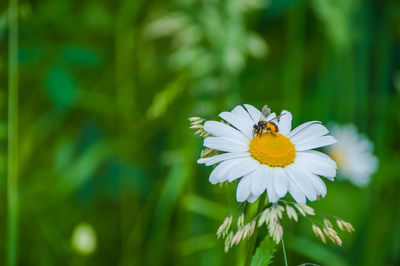 Close-up of insect on white flower