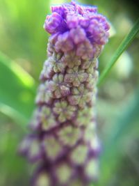Close-up of purple flowers