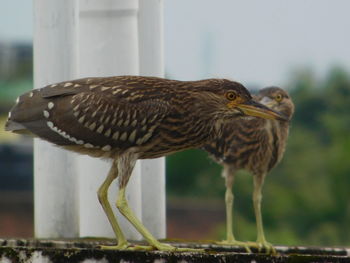 Close-up of owl perching outdoors