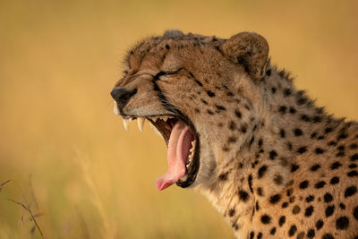 Close-up of cheetah yawning