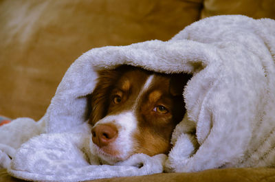 Close-up portrait of dog