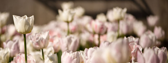 Close-up of flowers blooming outdoors