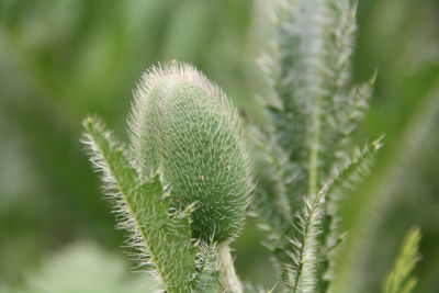 Close-up of fresh green plant