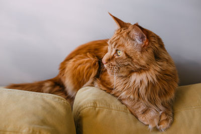 Beautiful red big cat maine coon sits at home