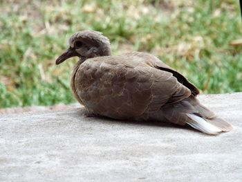 Close-up of bird perching on wood
