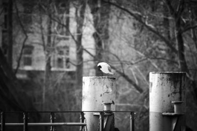 Bird perching on wood
