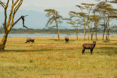 A waterbuck and buffaloes grazing in the wild at soysambu conservancy in naivasha, kenya