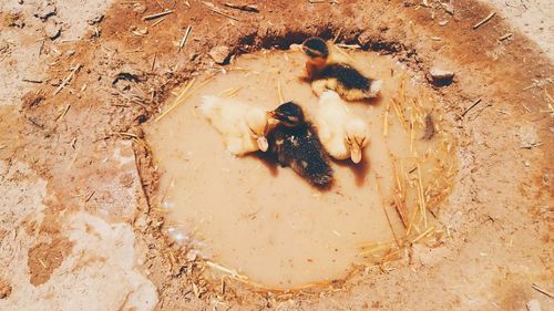 High angle view of bird on sand