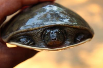 Close-up of hand holding turtle