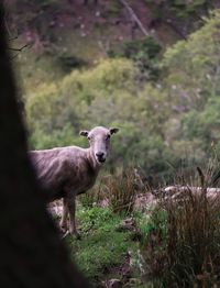 Sheep standing on field