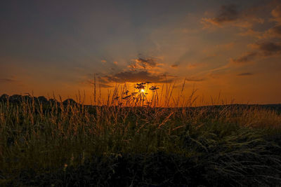 Plants growing on field against sky during sunset