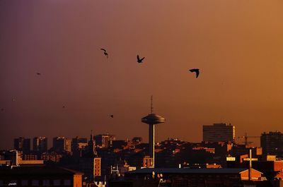 Silhouette of birds flying in city at sunset