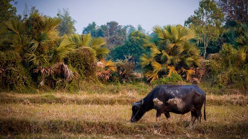 Horses in a field
