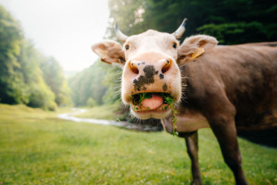 Portrait of a cow on field by the forest and river