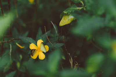 Close-up of yellow flowering plant