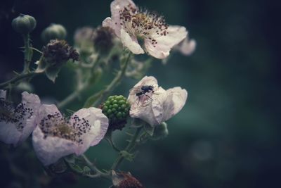 Close-up of wilted flowers on plant