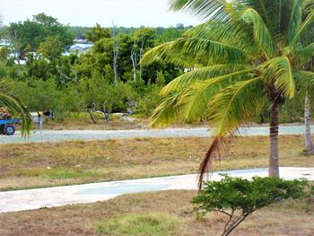 Palm trees growing on land against sky