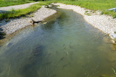 High angle view of ducks on riverbank