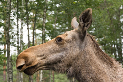 Side view of moose against trees in forest