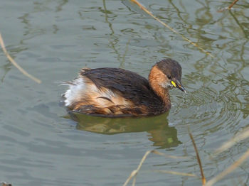 High angle view of duck swimming in lake