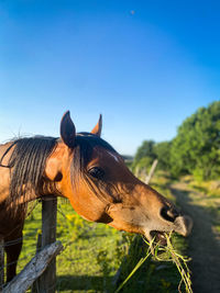 Close-up of a horse eating against the sky