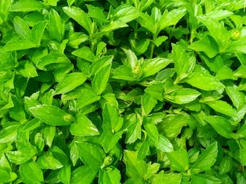 Full frame shot of green leaves