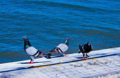 Birds perching on shore