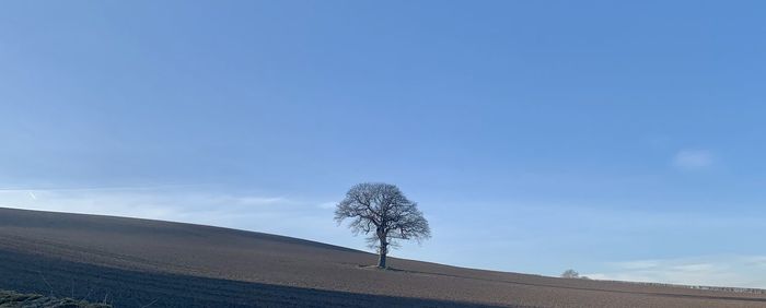 Single tree on field against blue sky