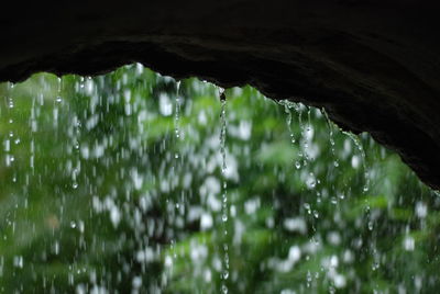 Close-up of water drops on plants during rainy season