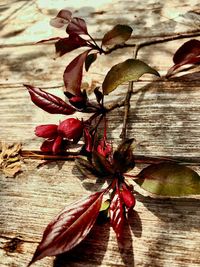 Close-up of red leaves on plant