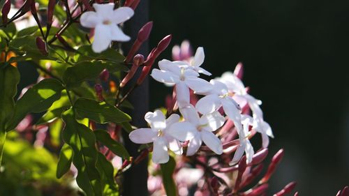 Close-up of white flowering plant