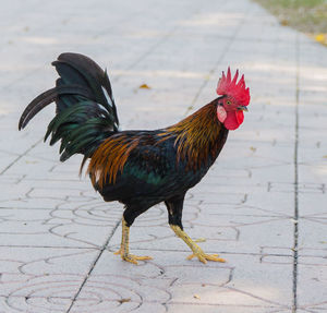 Side view of a rooster on footpath
