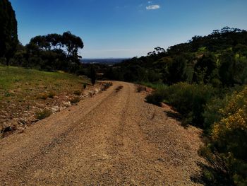 Dirt road along trees and plants