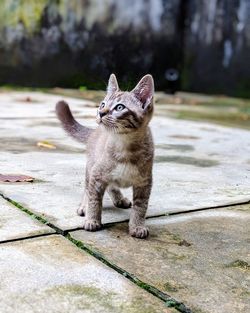 Portrait of cat sitting outdoors