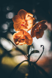 Close-up of orange flowering plant