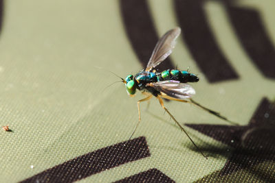 Close-up of fly