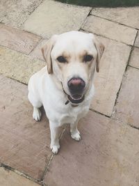 High angle portrait of dog sitting outdoors