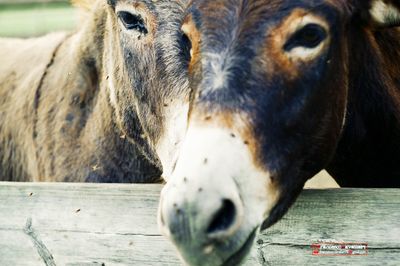 Close-up of horse