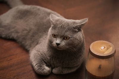 High angle view of british shorthair cat relaxing on table