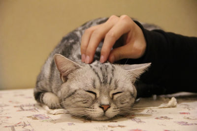 Cat sleeping on blanket