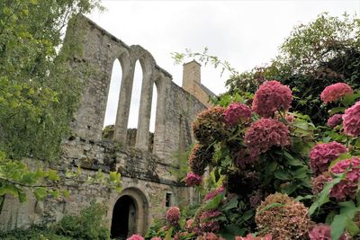 Low angle view of flowering plants by building against sky